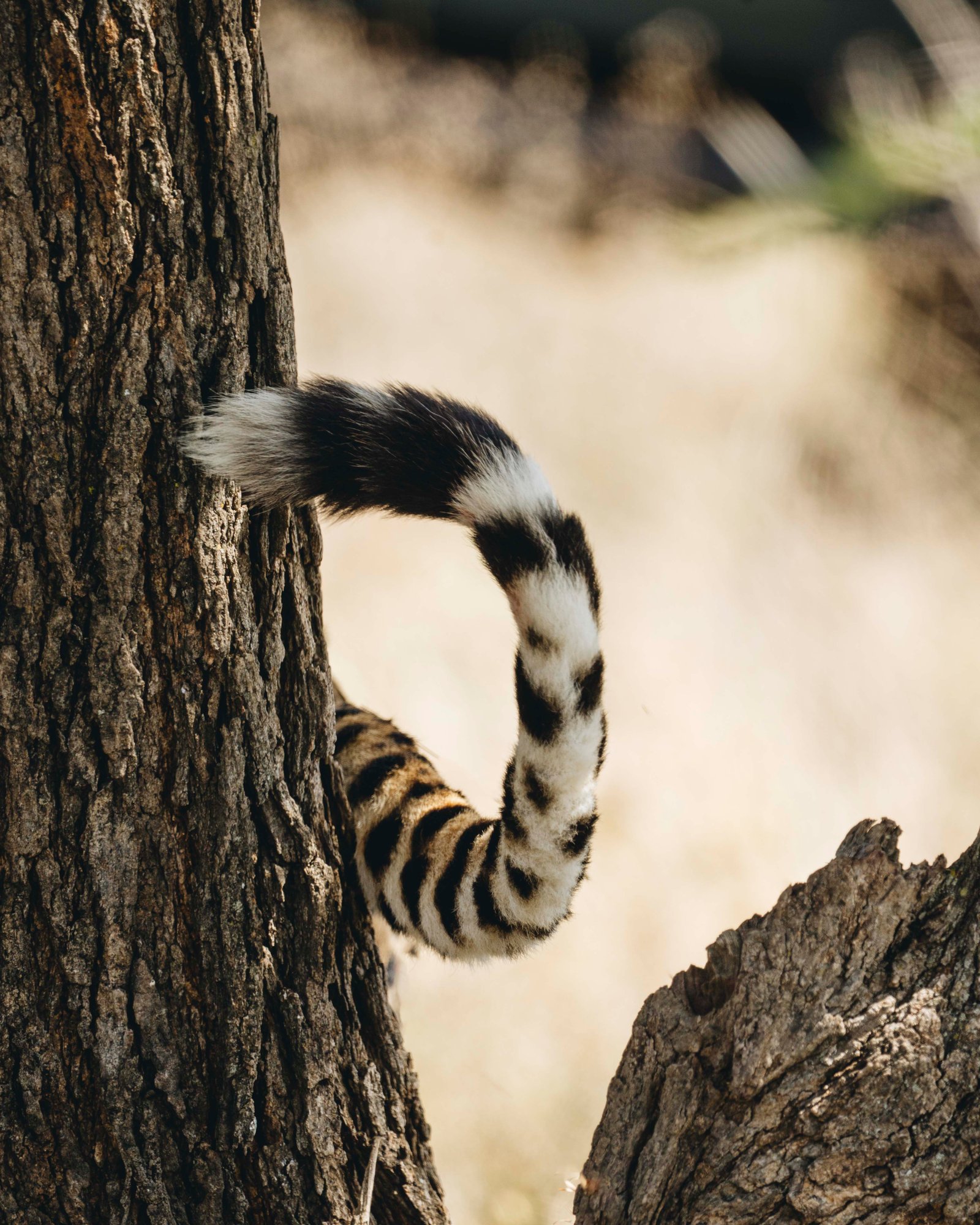 5 Days at the Mara River