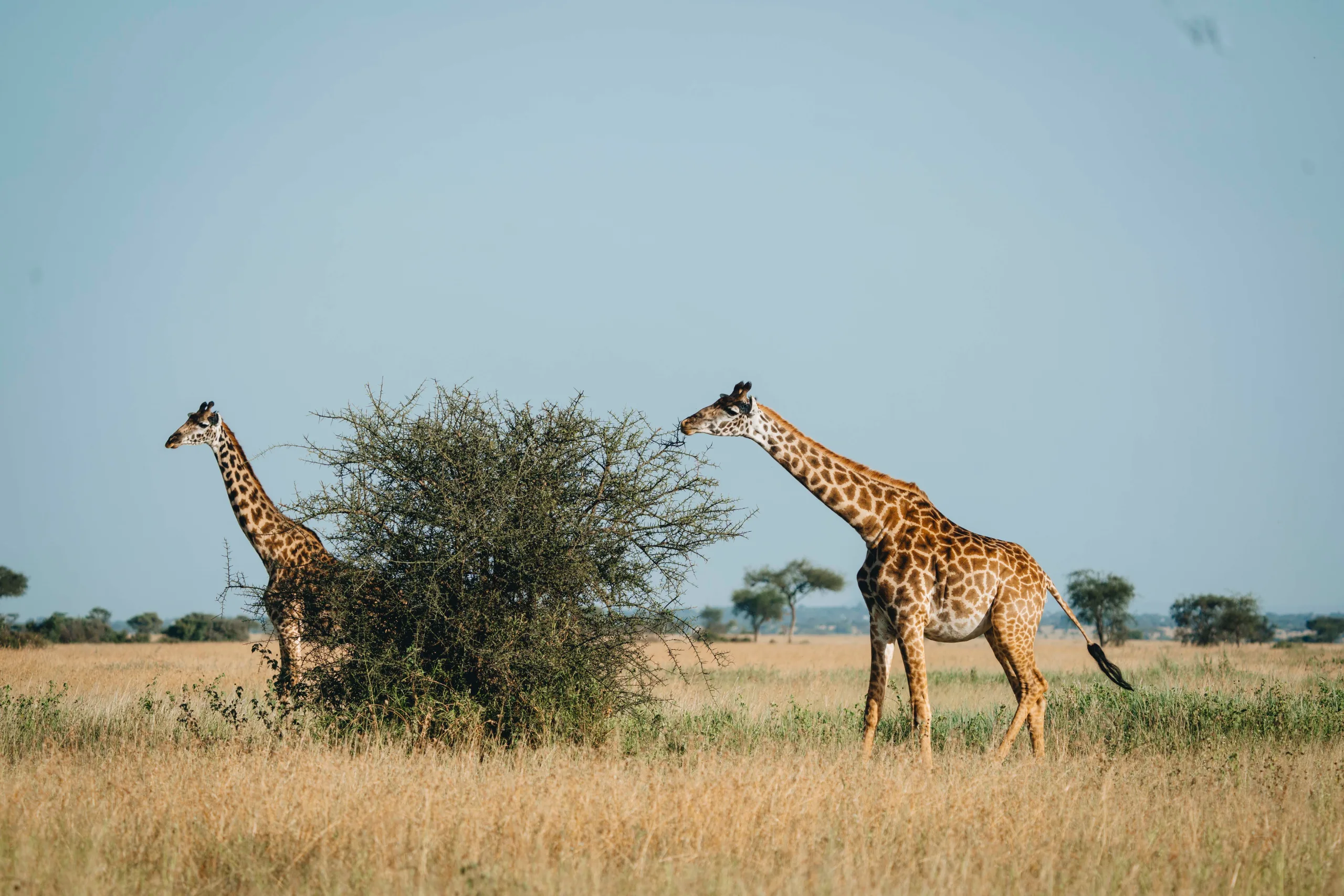 Le crat&egrave;re, puis Tarangire
