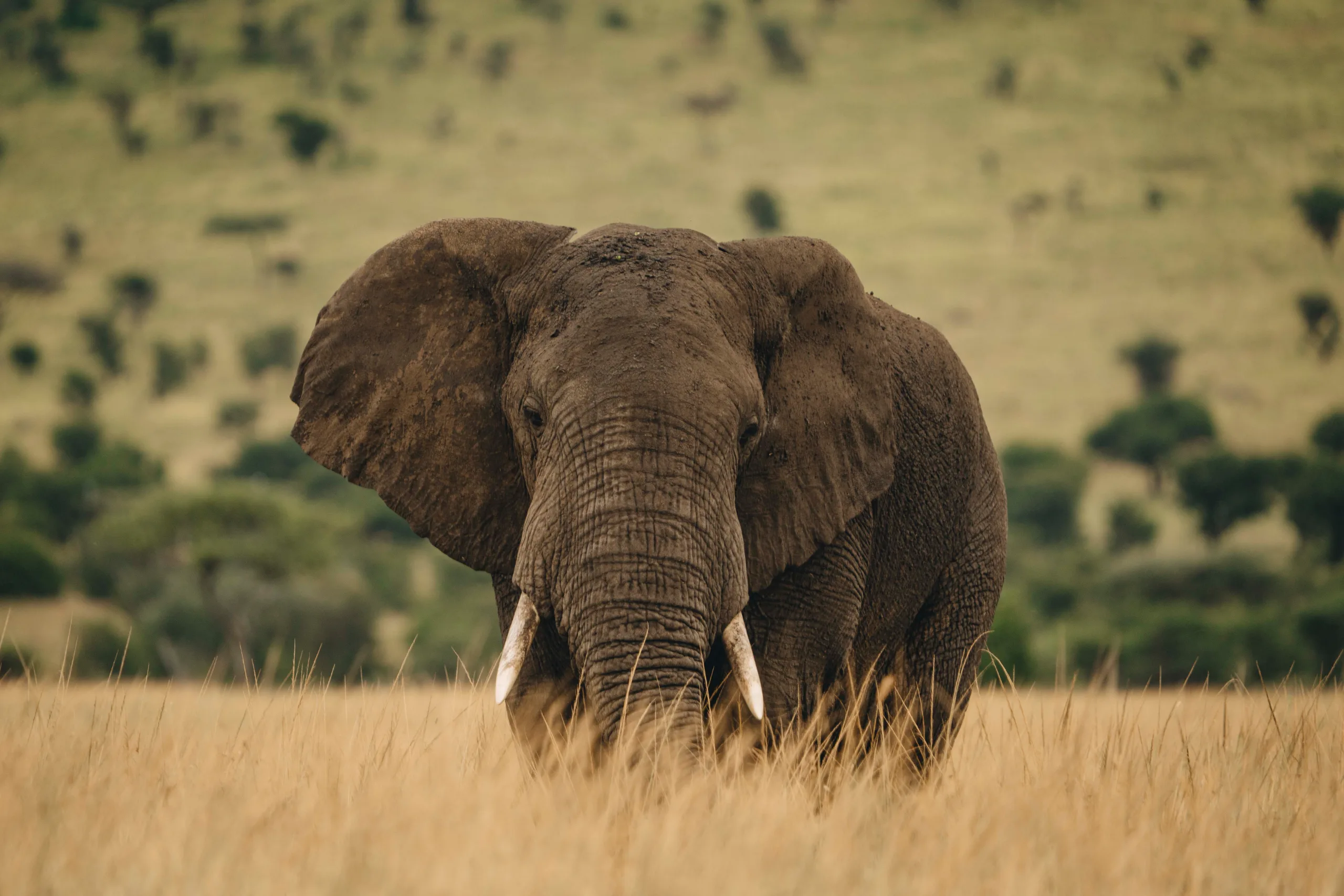 Tarangire, puis Arusha