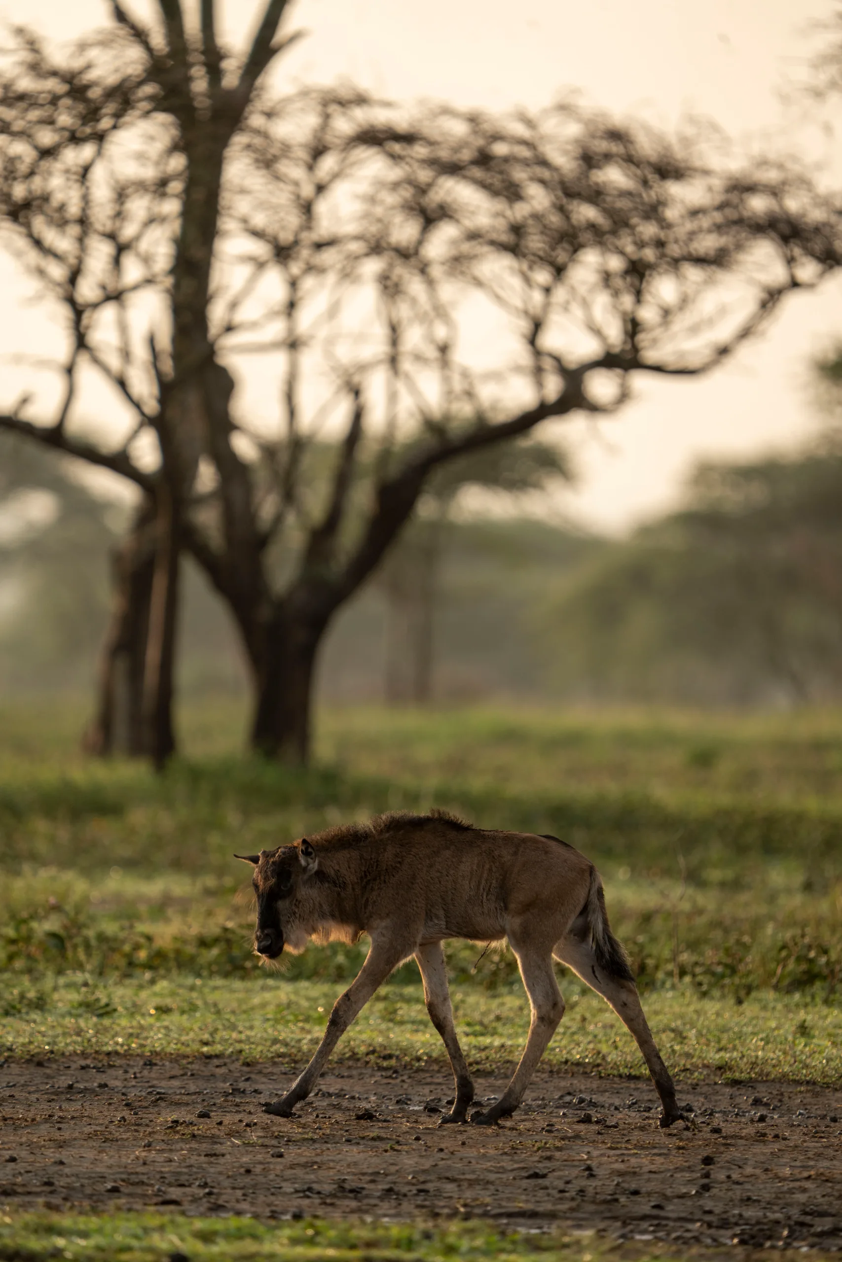 La saison du calvaire &agrave; Ndutu