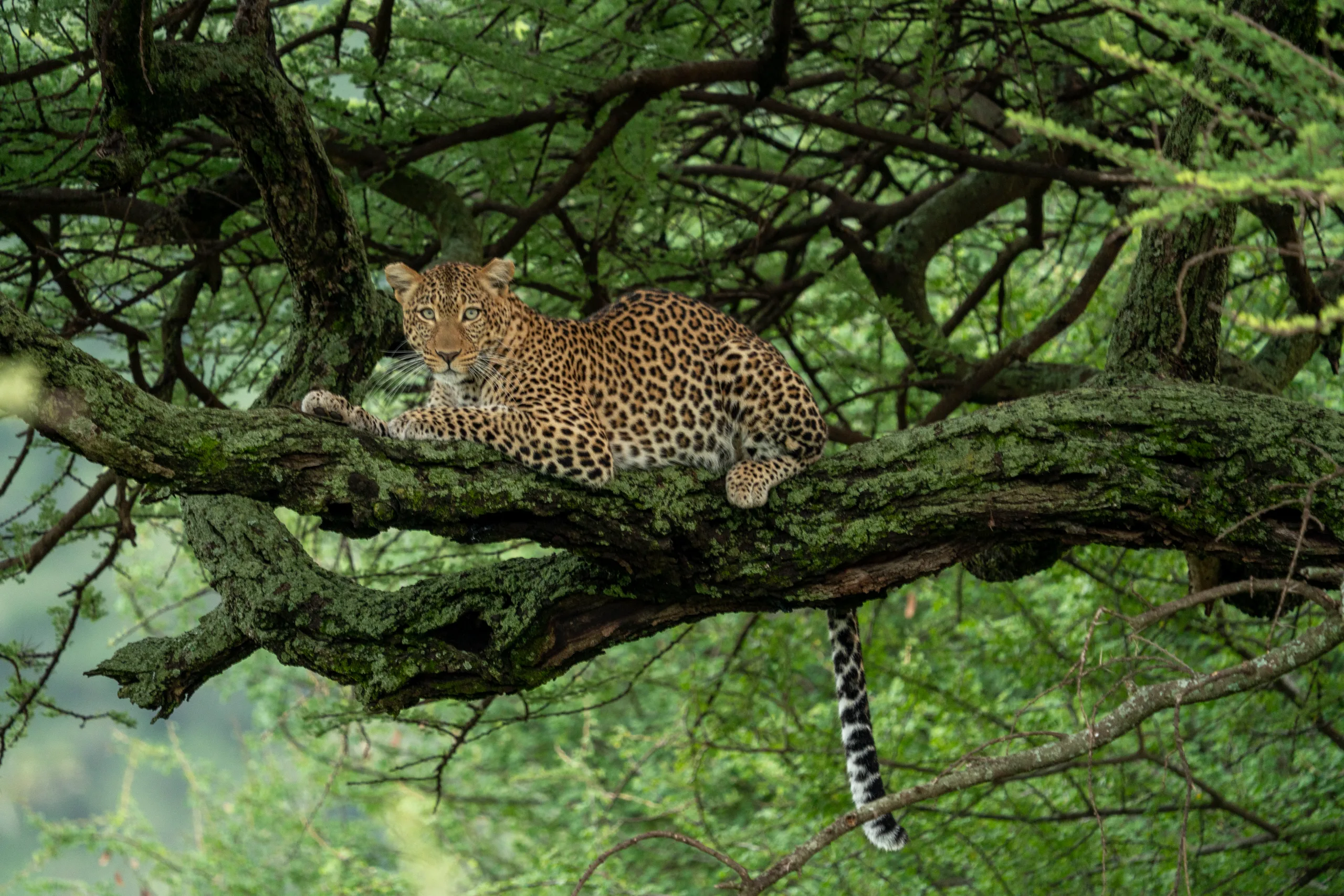 Une journ&eacute;e dans le grand pays des chats