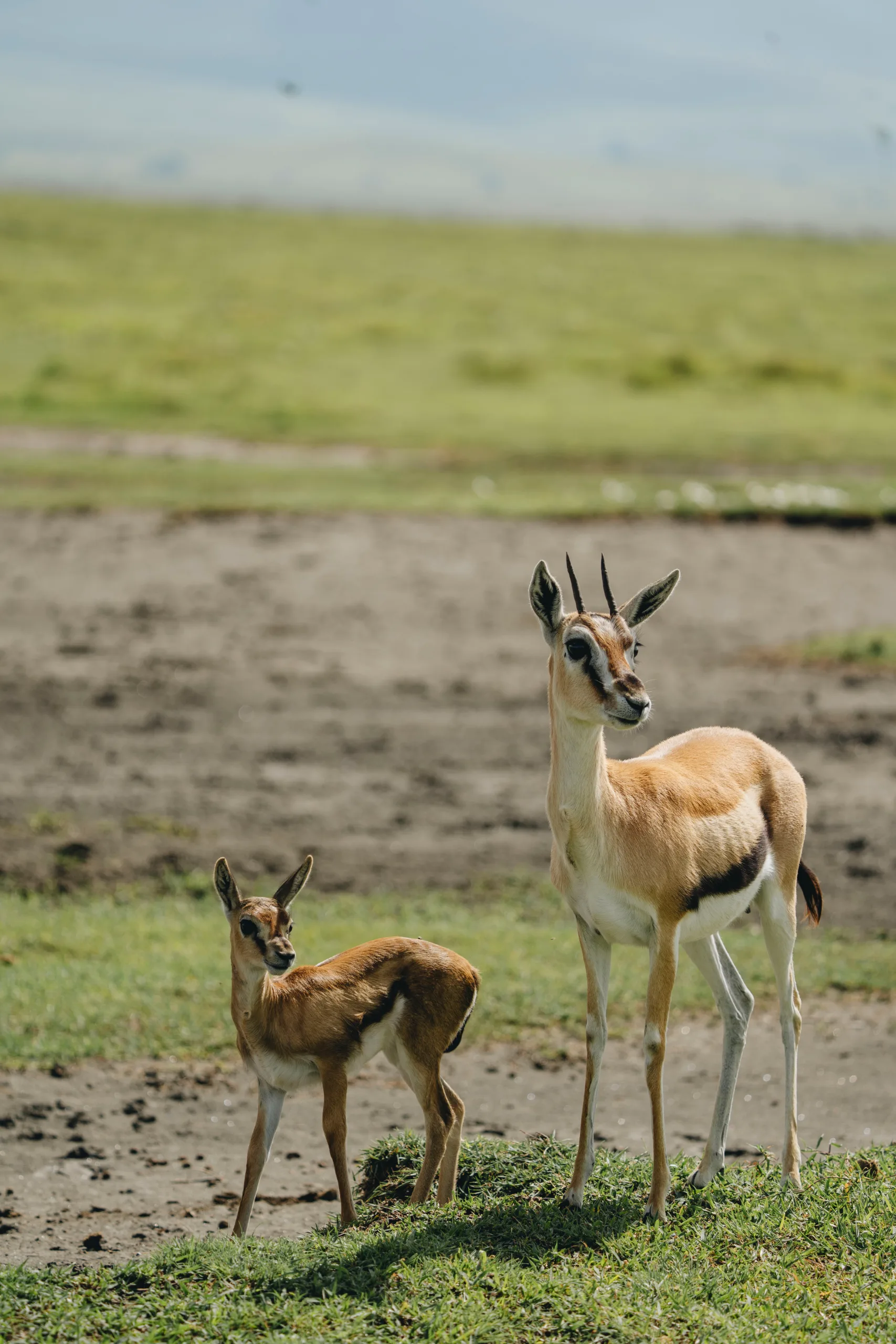Serengeti au crat&egrave;re de Ngorongoro