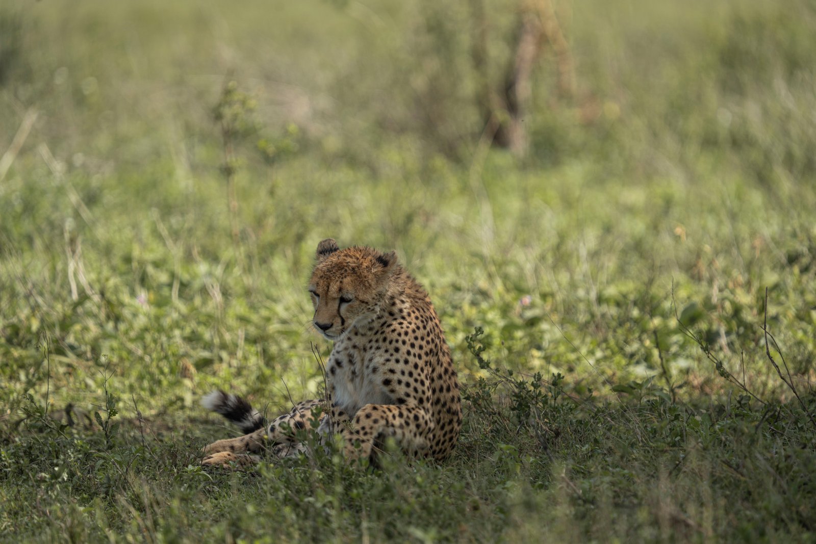 Ngorongoro Crater