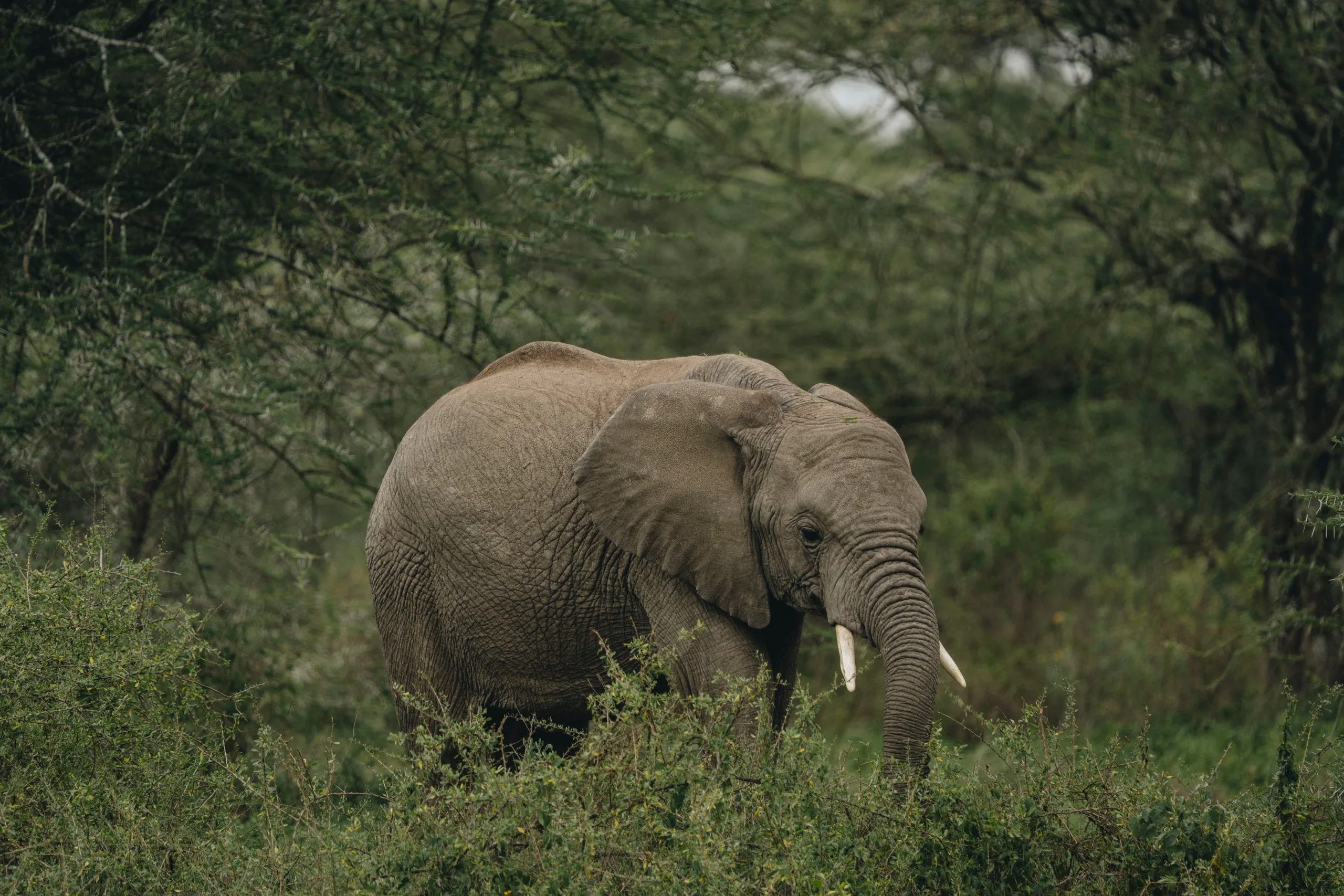 Parc national de Tarangire, nuit &agrave; Arusha