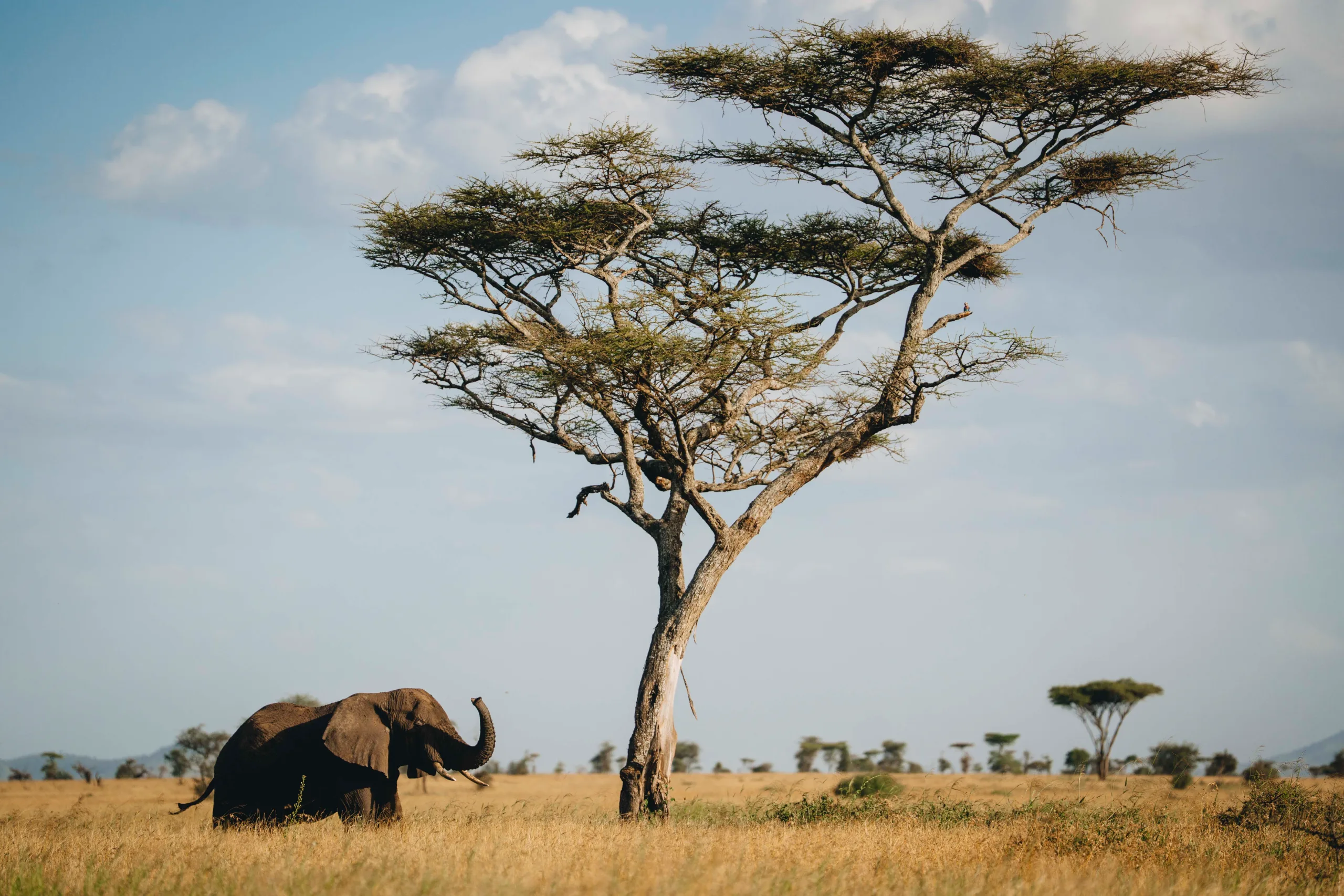 Une journ&eacute;e &agrave; Tarangire