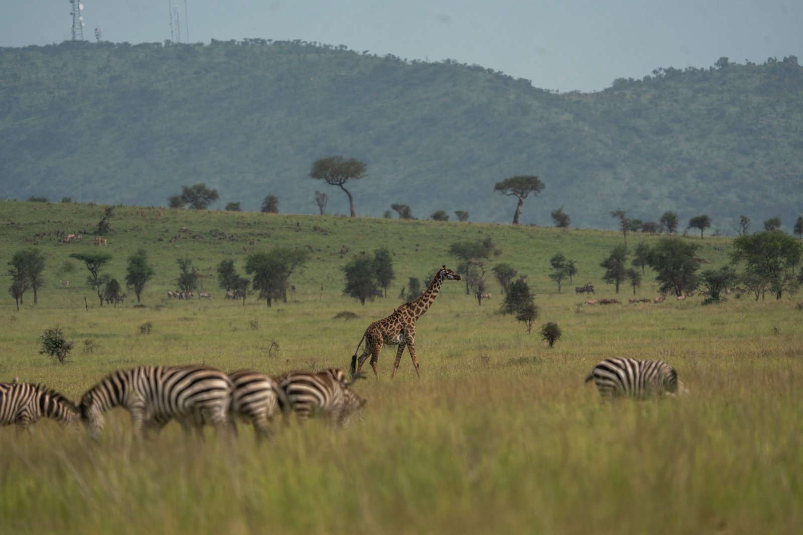Full Day in the Central Serengeti