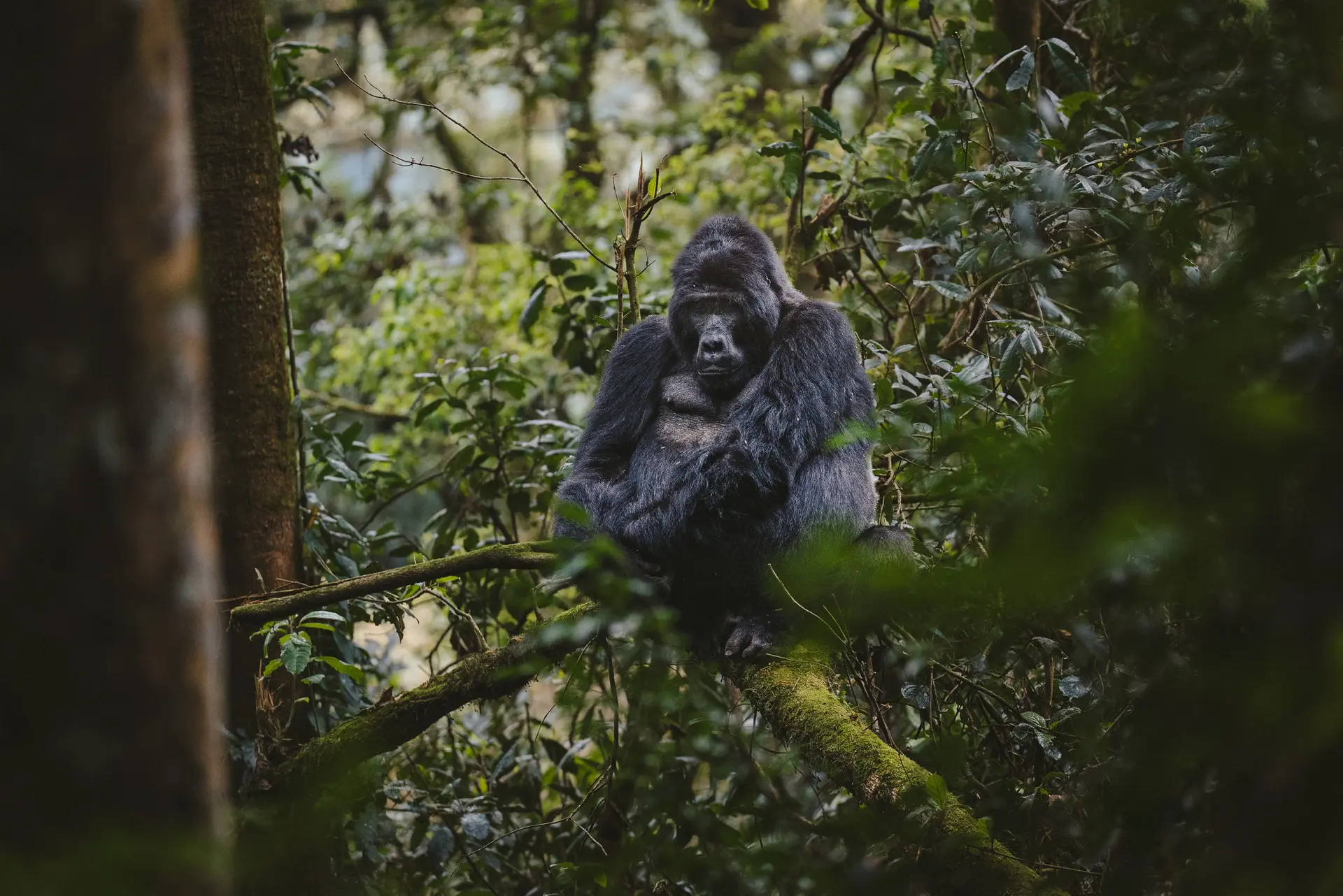 D&eacute;part pour le Parc National des Volcans