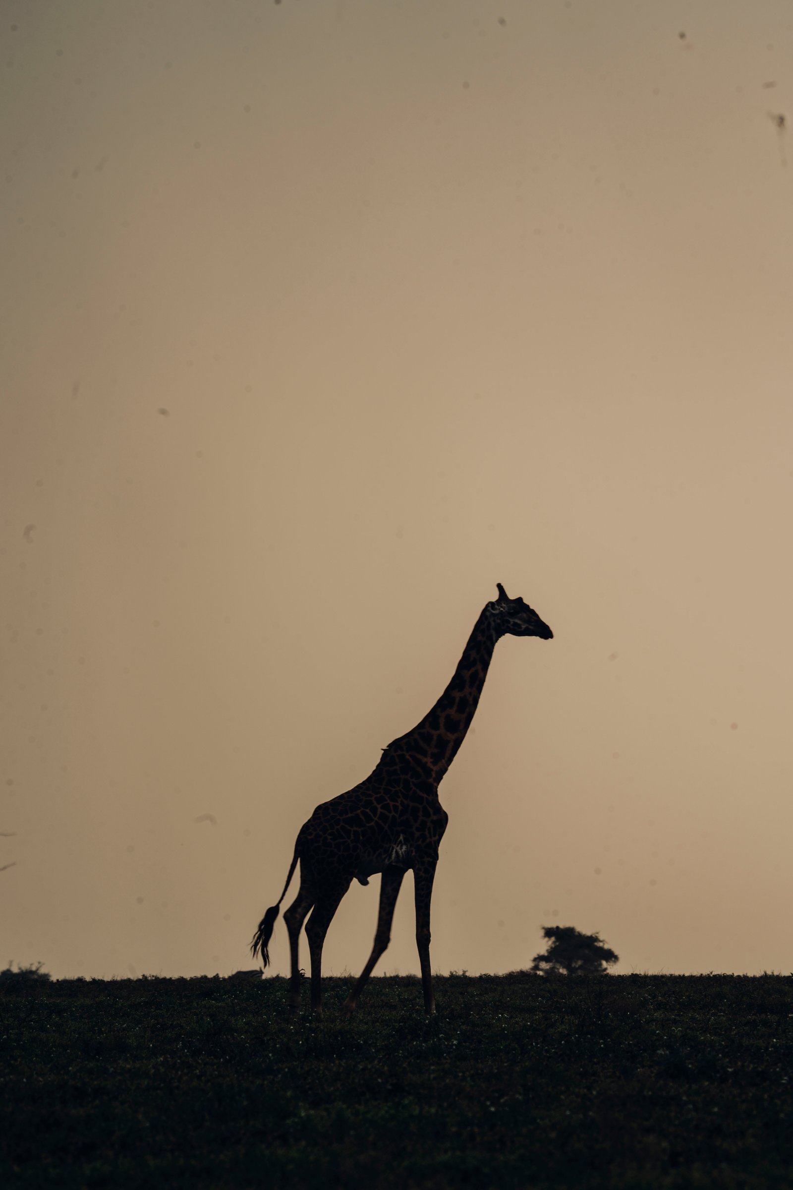 Arrival — Kilimanjaro Airport to Arusha