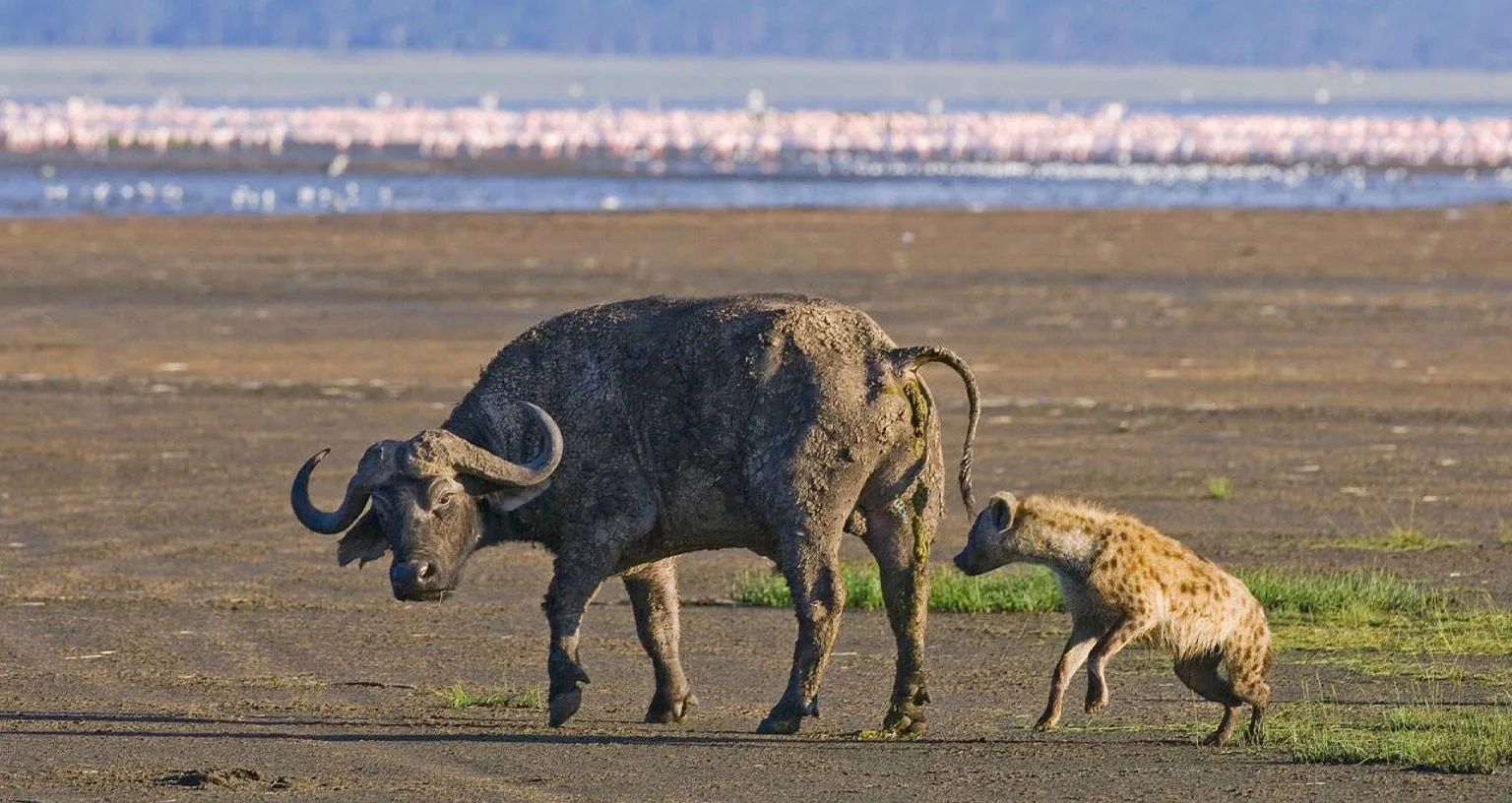 Le crat&egrave;re de Ngorongoro