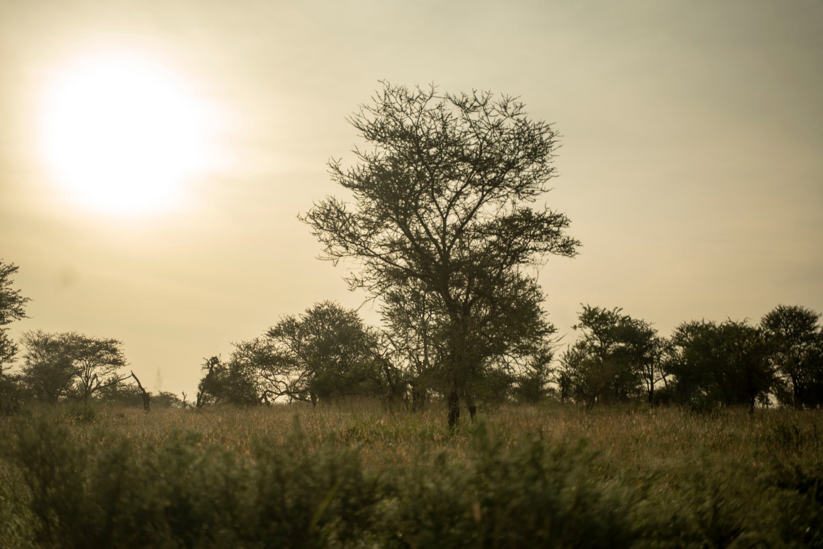 Arrival at Kilimanjaro Airport to Arusha