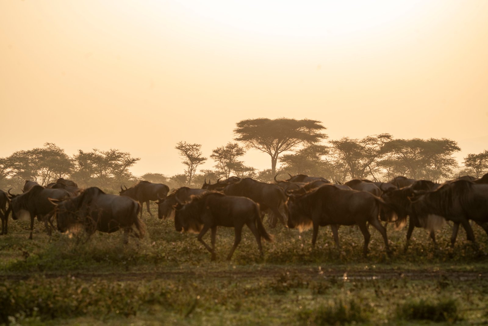 Full Day in the Central Serengeti