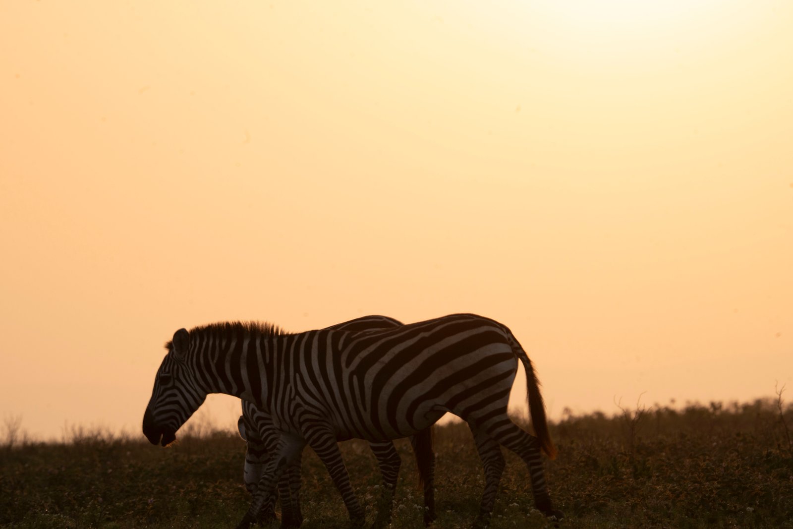 Flight to Central Serengeti — First Game Drive