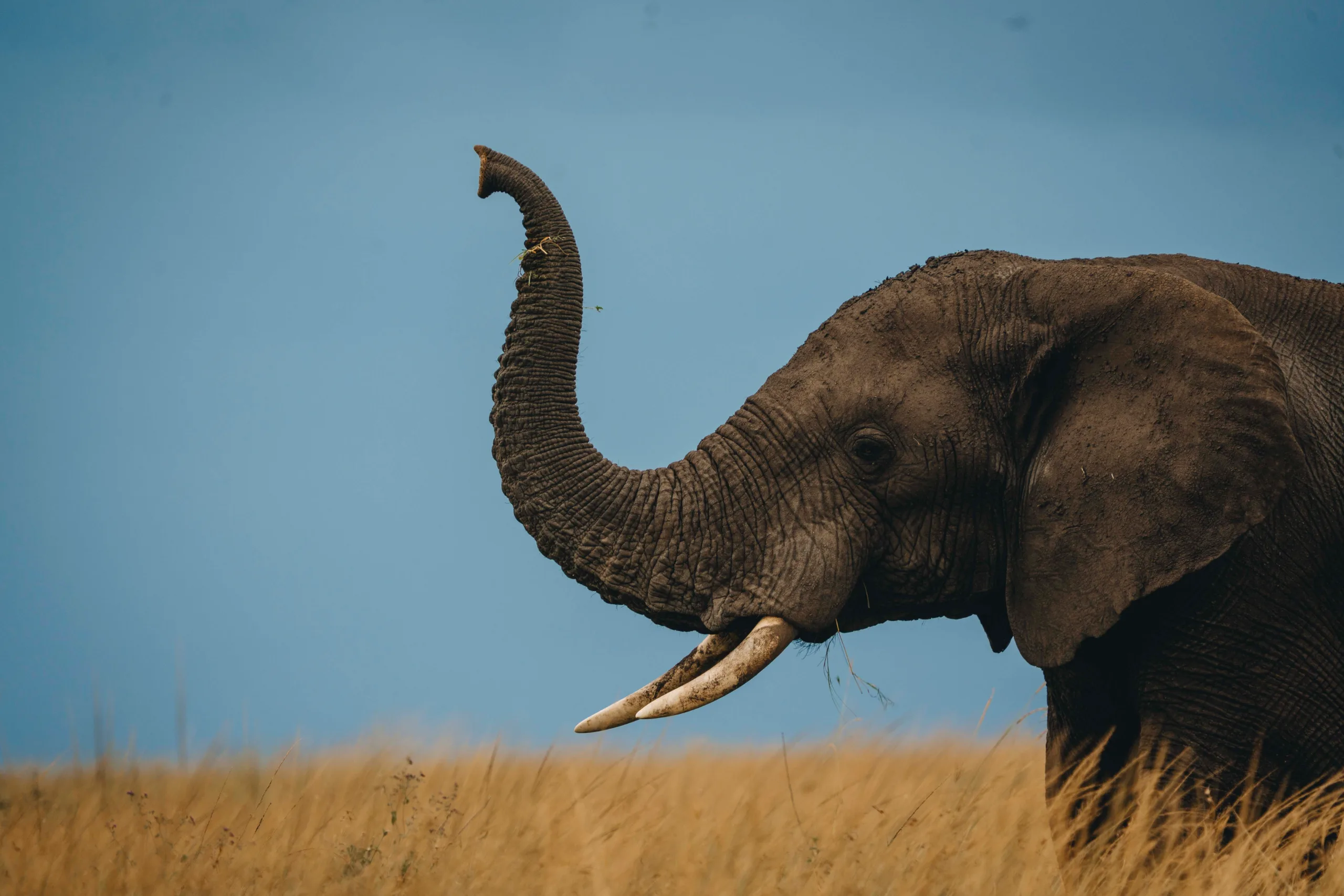 Tarangire, puis Arusha