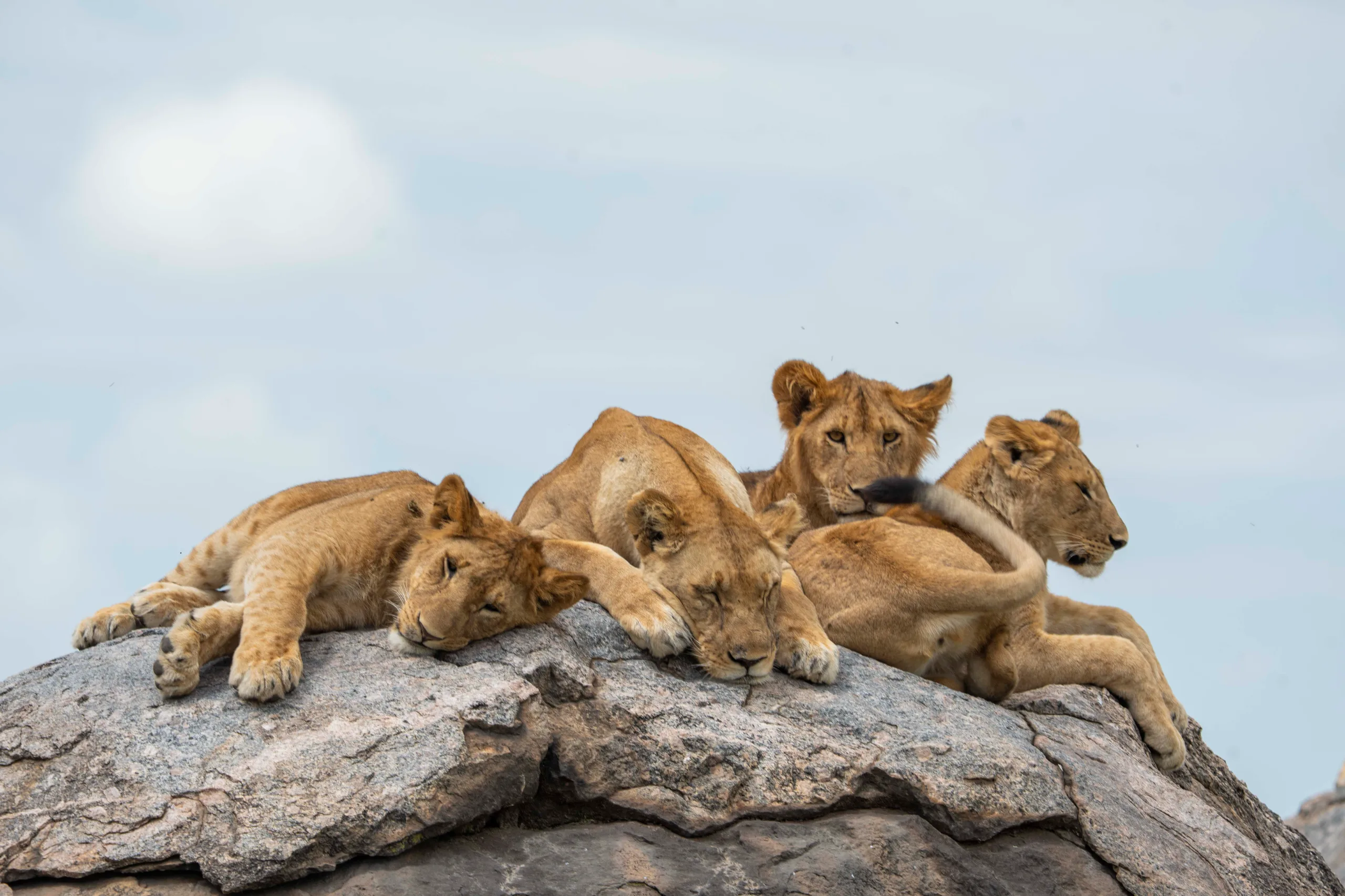 Journ&eacute;e compl&egrave;te au Serengeti