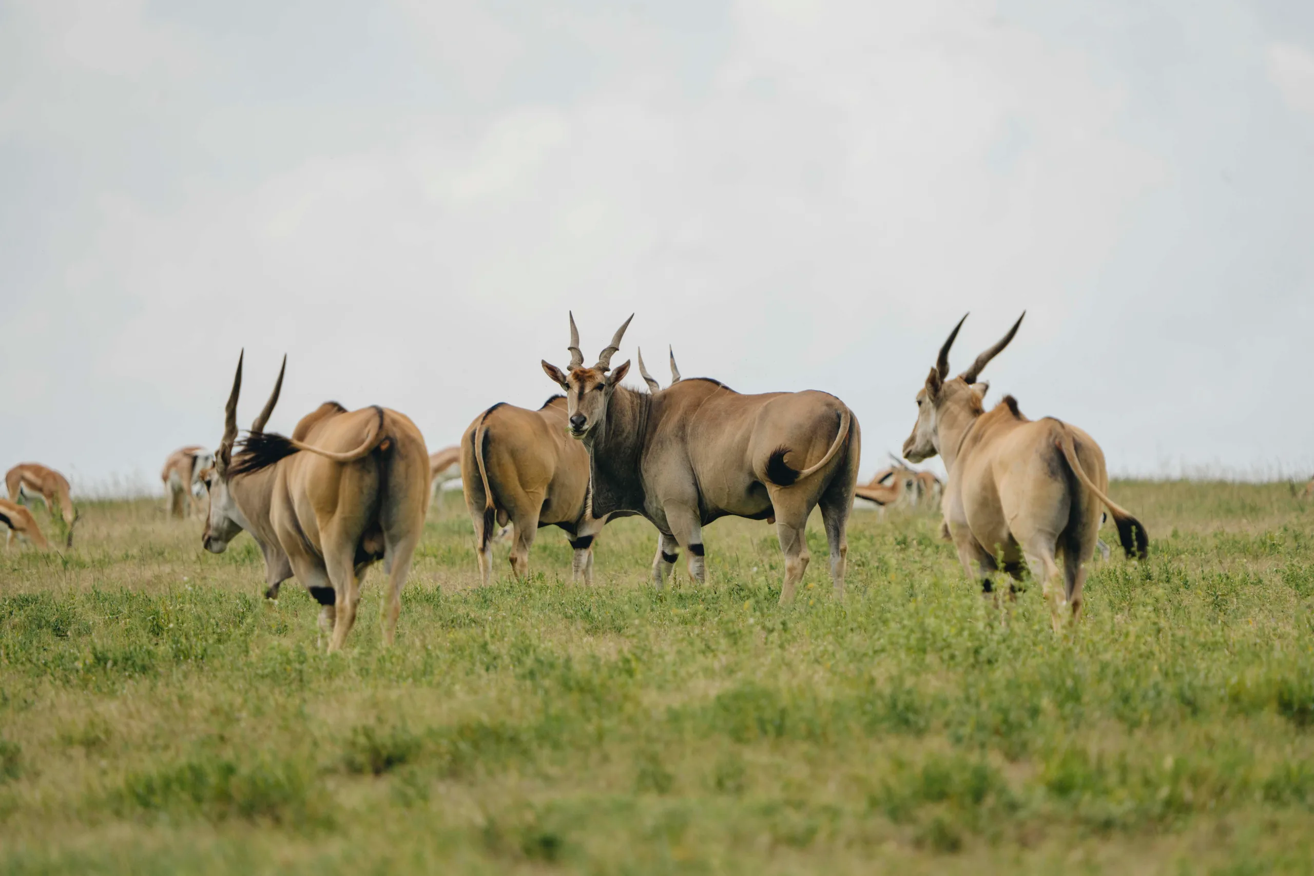 Le Serengeti &agrave; Ngorongoro