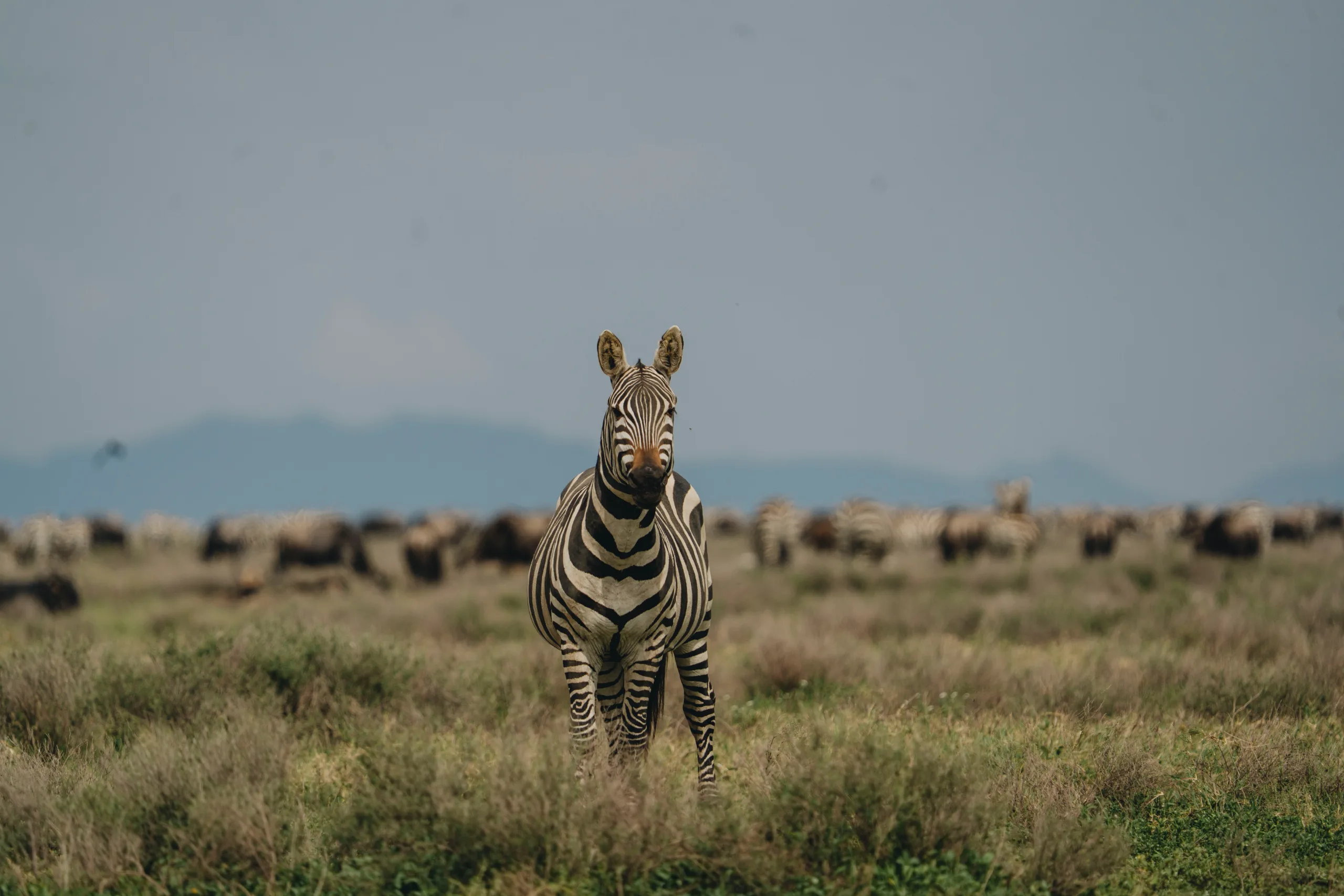 Vols vers le Serengeti du Nord