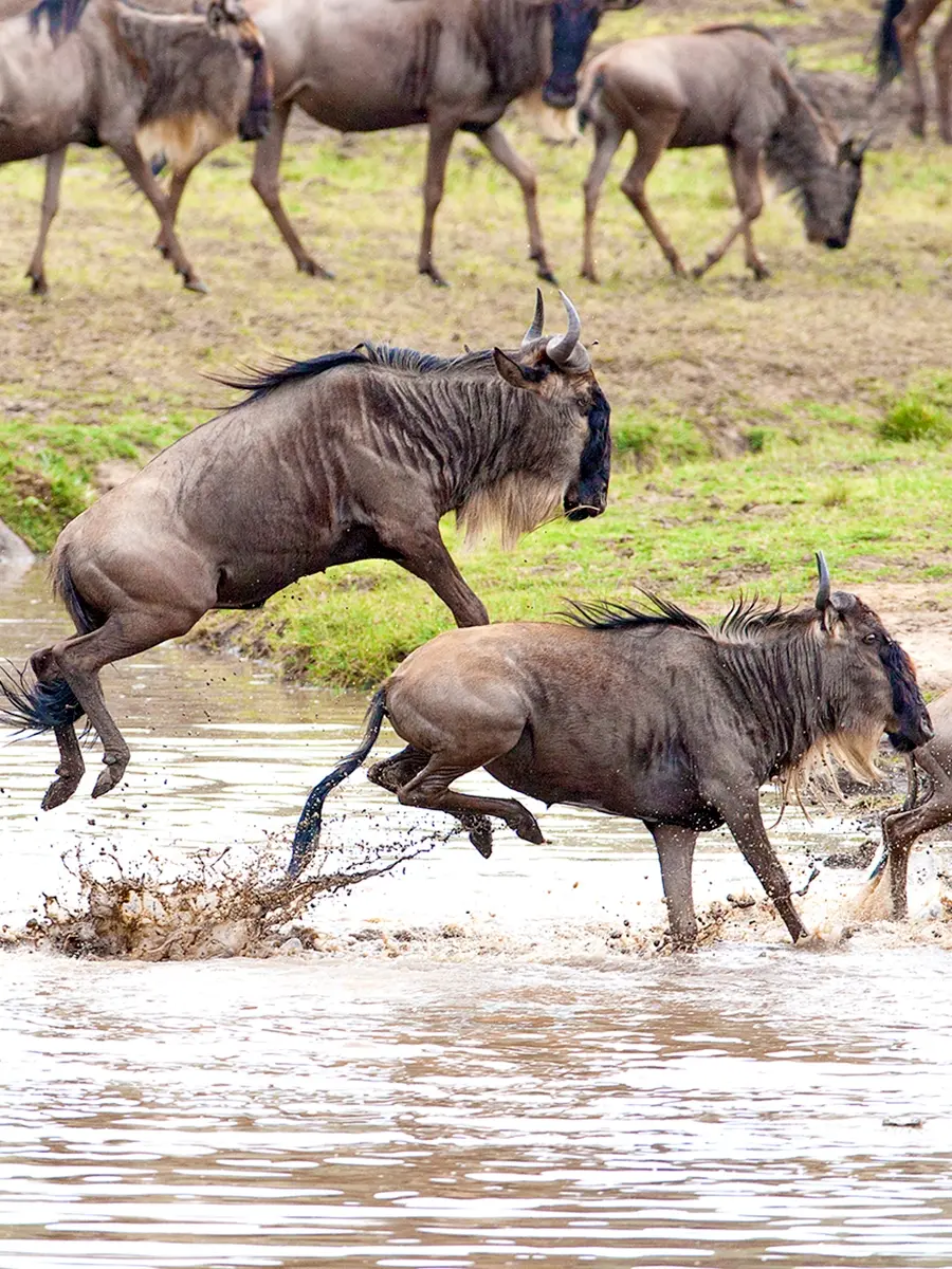 Au sud du Serengeti
