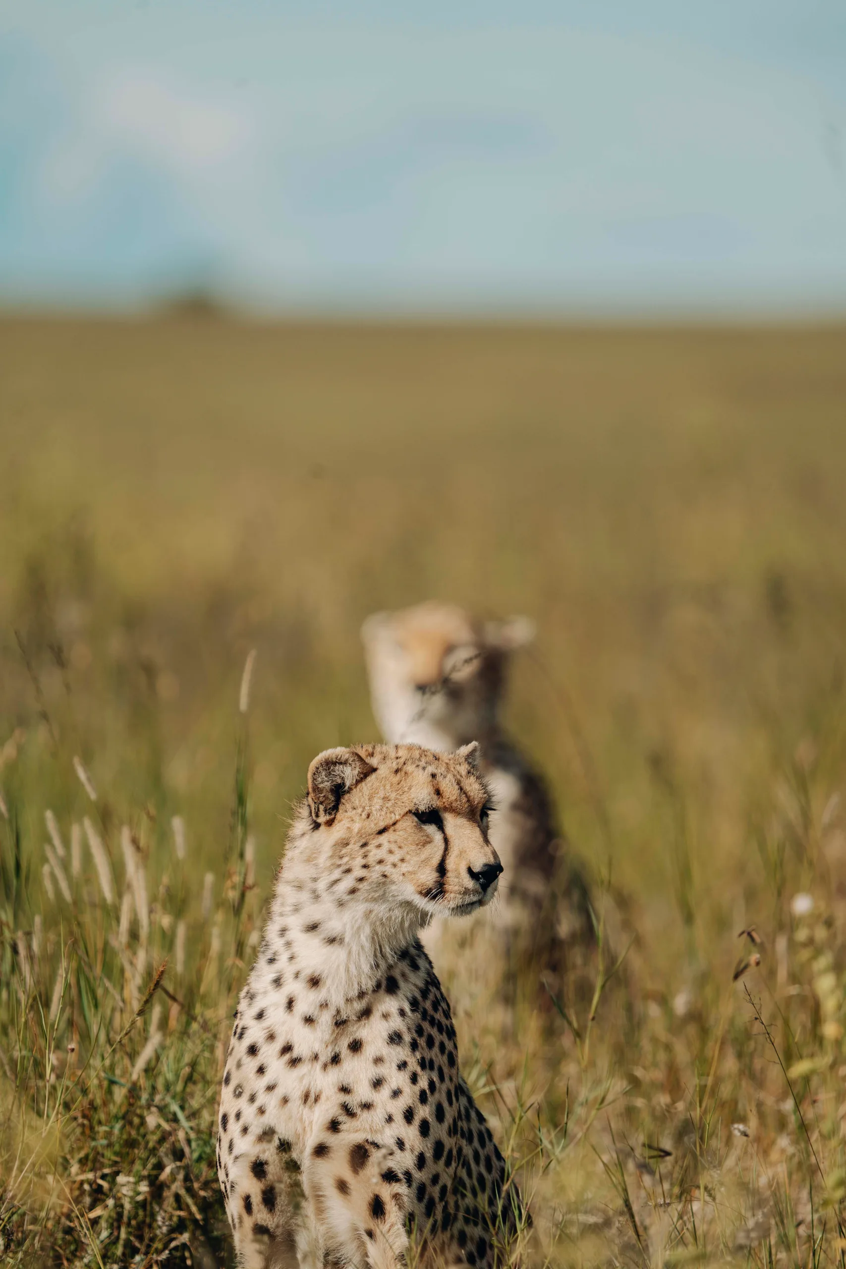 Au sud du Serengeti