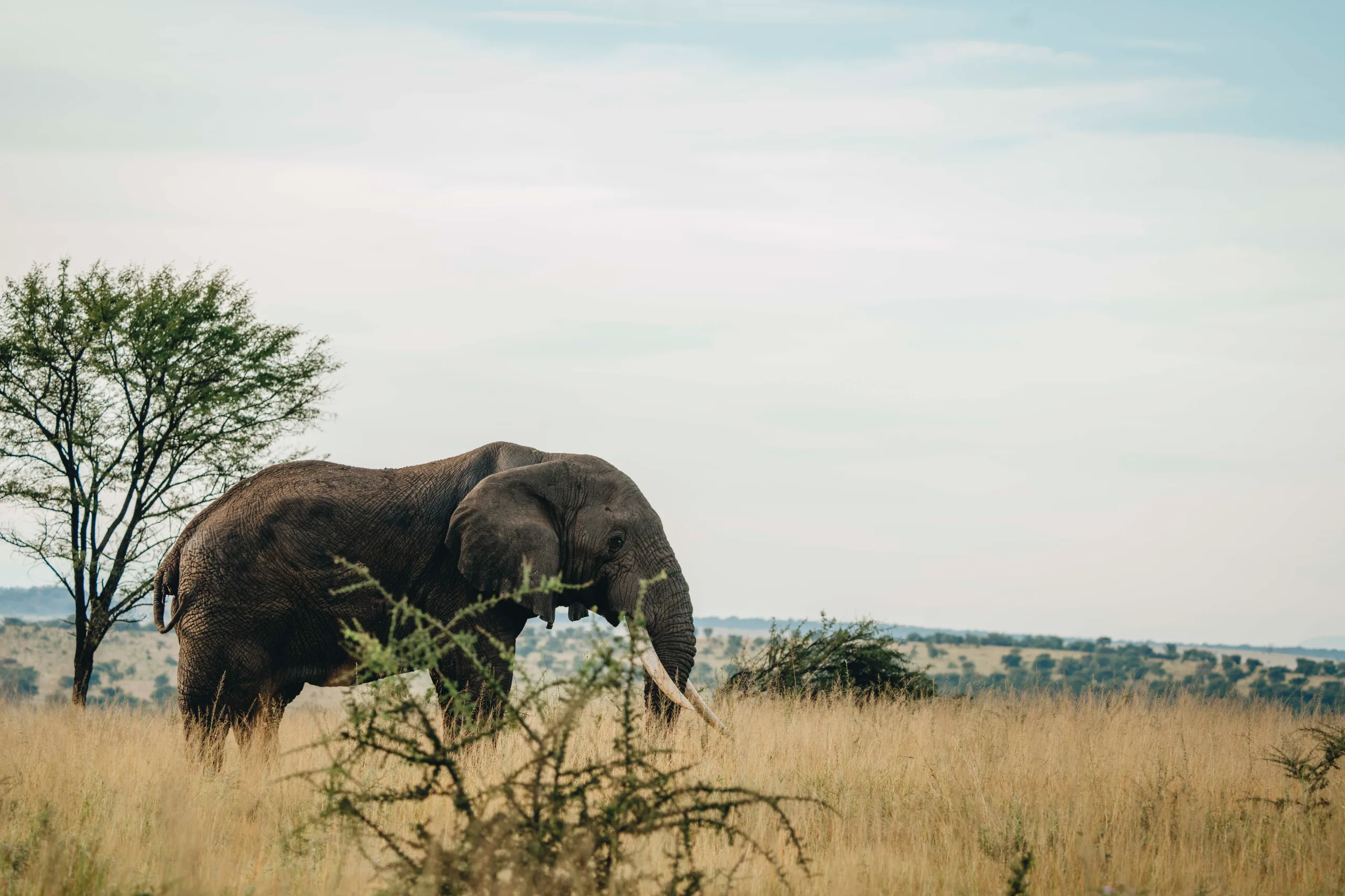 Le crat&egrave;re, puis Tarangire