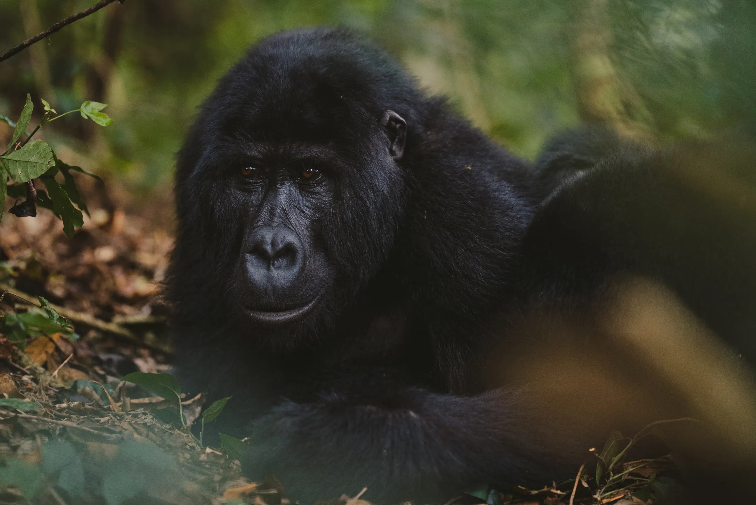 Gorilla Trekking & Retour &agrave; Kigali
