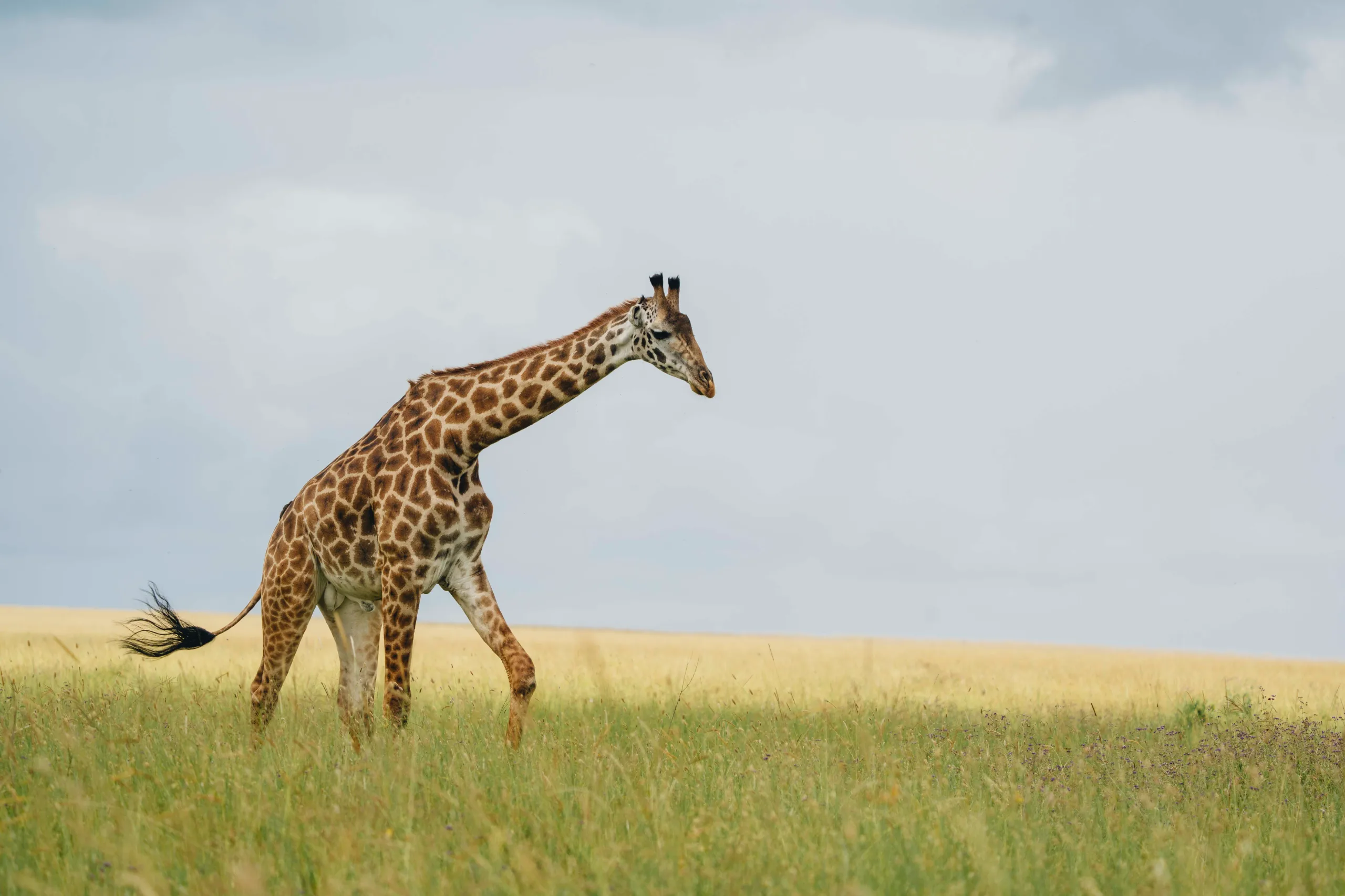 Tarangire, puis Arusha