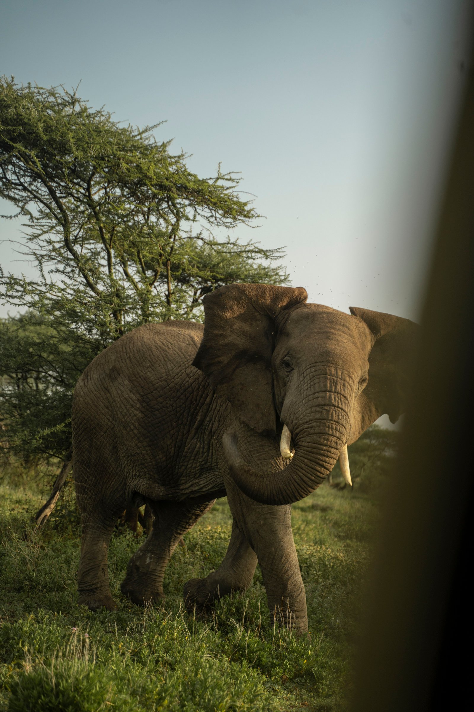 Tarangire National Park — Drive to Arusha