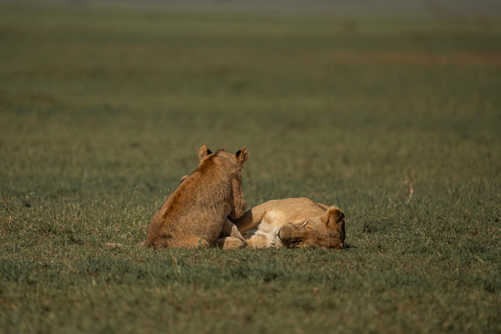 Flight to Central Serengeti — First Game Drive