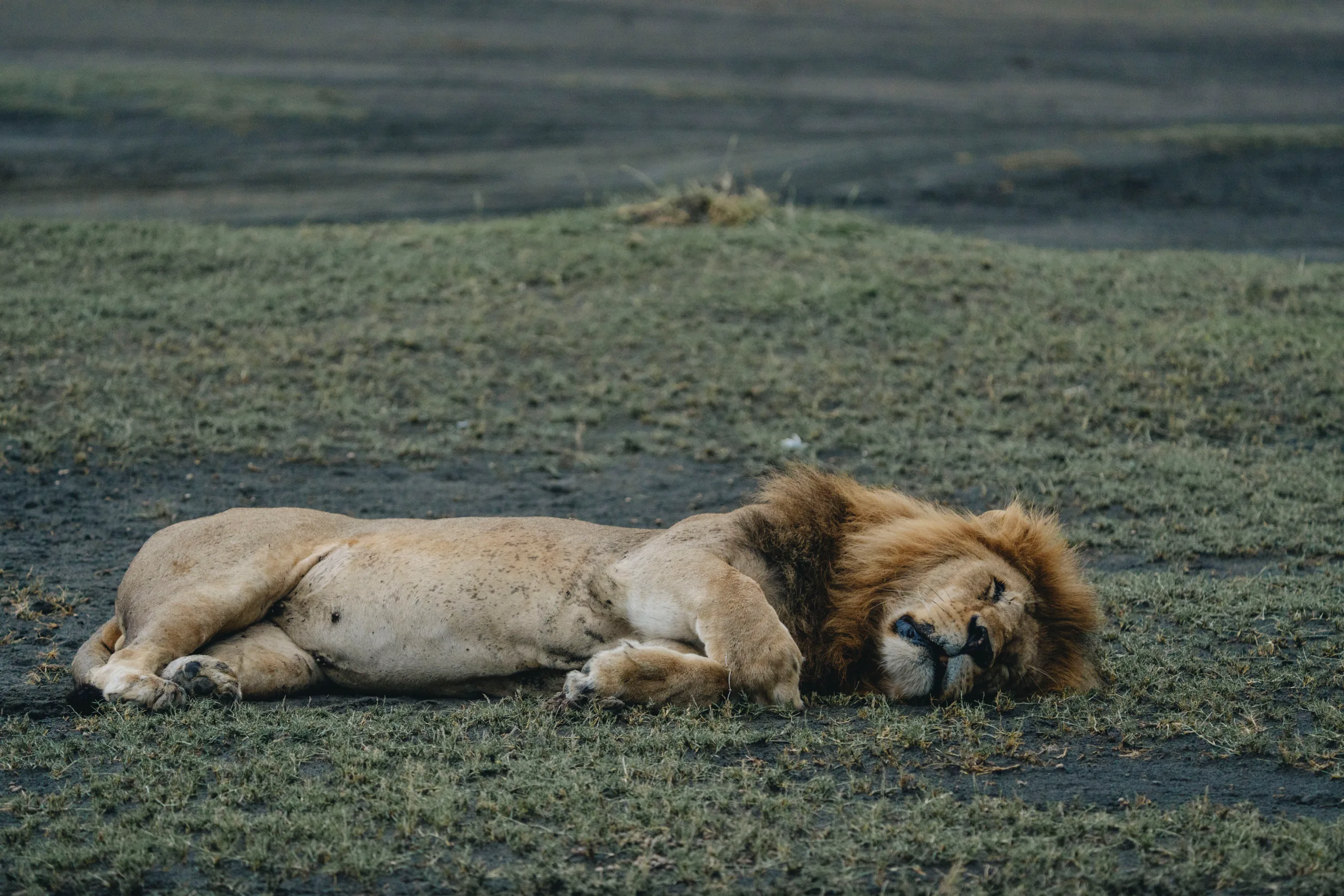 Le crat&egrave;re de Ngorongoro