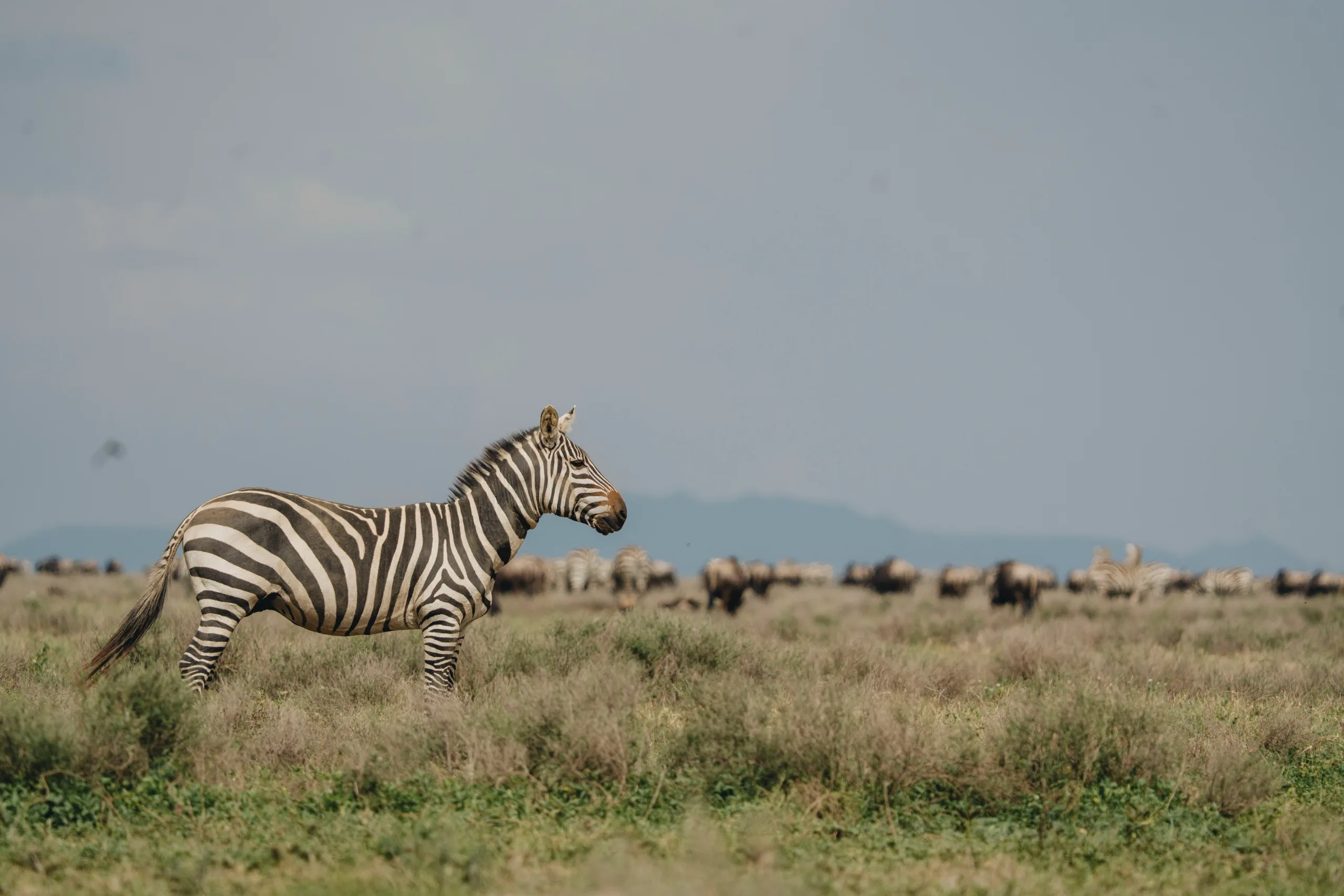 Le Serengeti &agrave; Ngorongoro