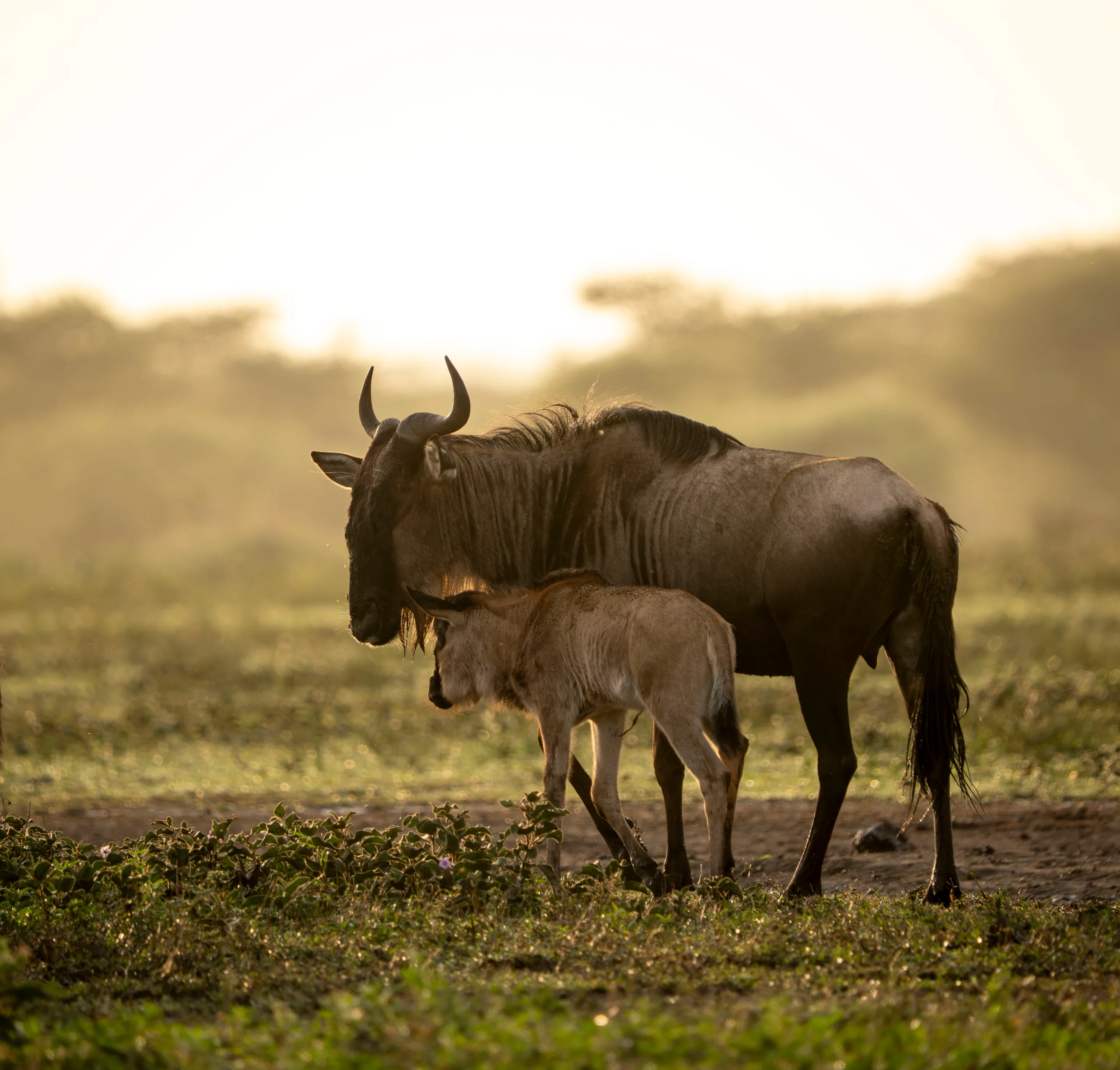 Au sud des Calving Grounds