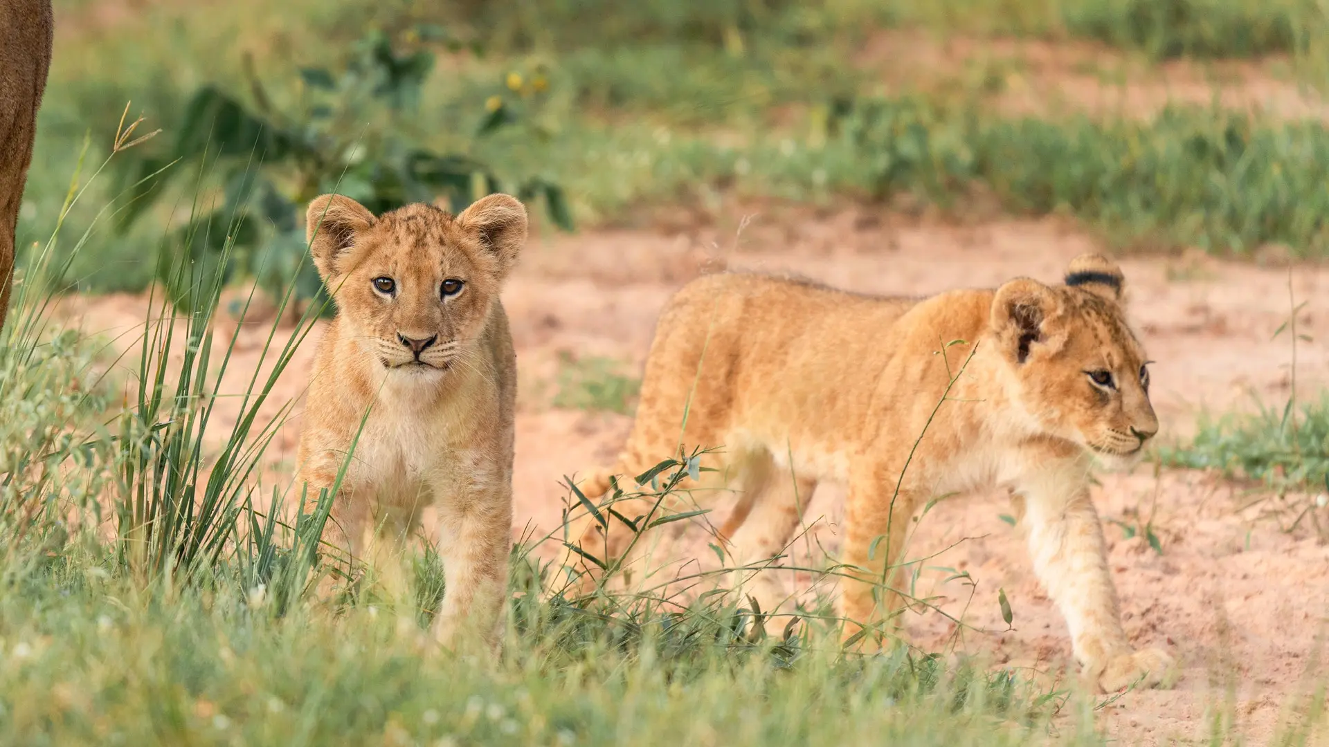 Une journ&eacute;e compl&egrave;te au Serengeti