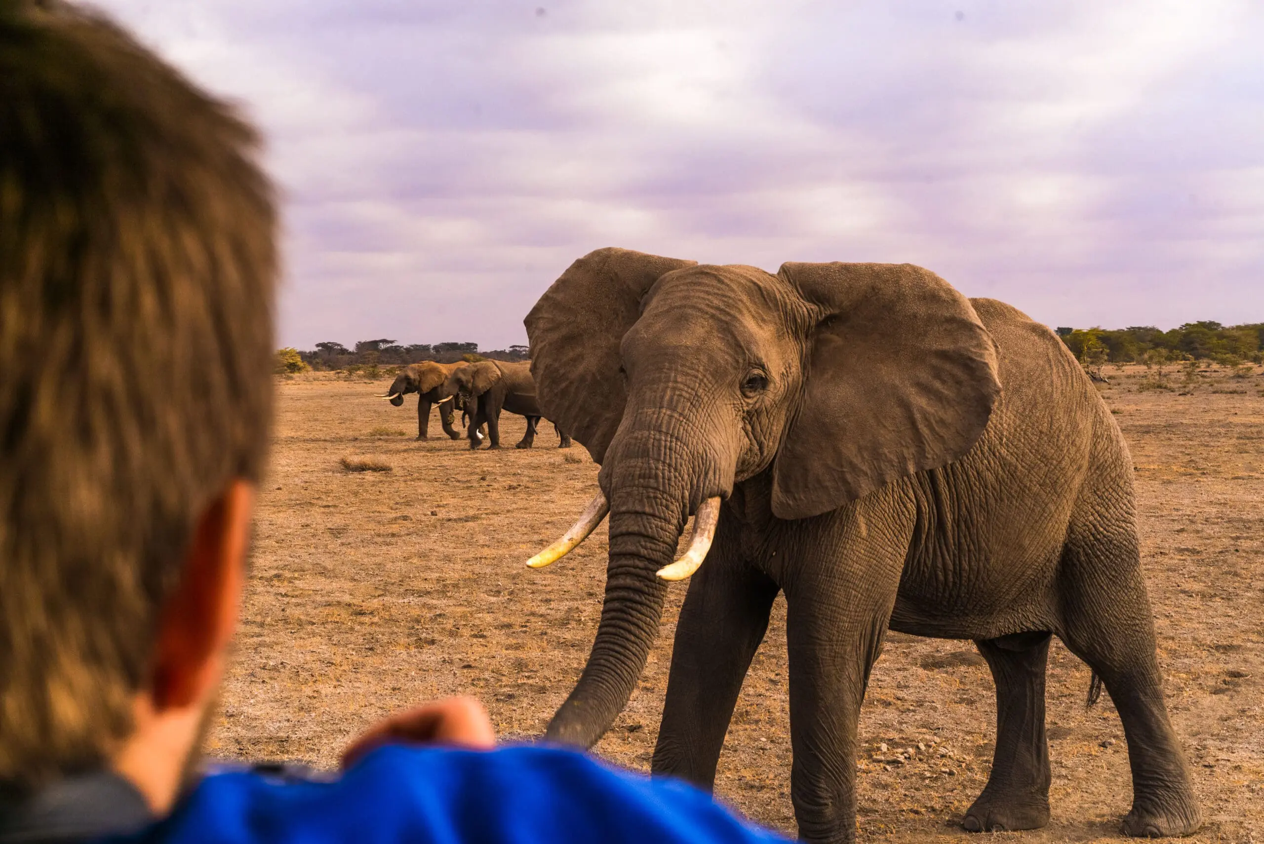 Une journ&eacute;e compl&egrave;te au Serengeti