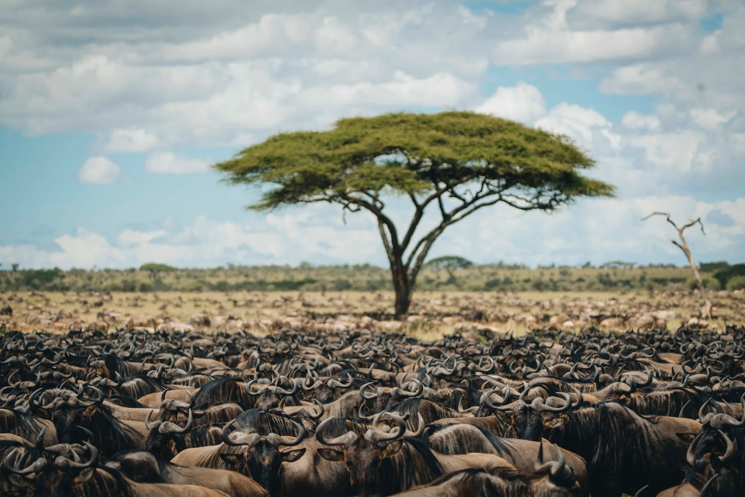 Au sud du Serengeti