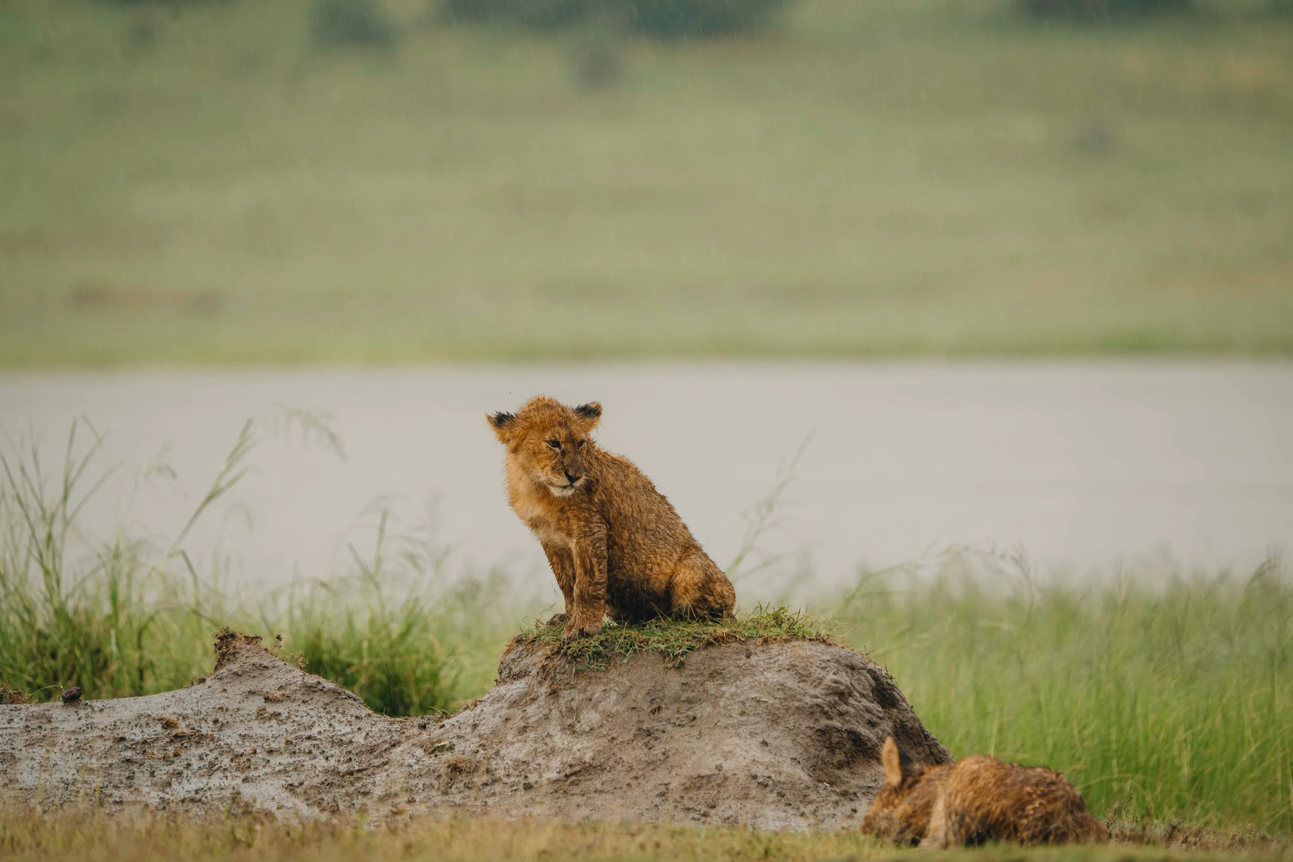 Une journ&eacute;e compl&egrave;te au Serengeti